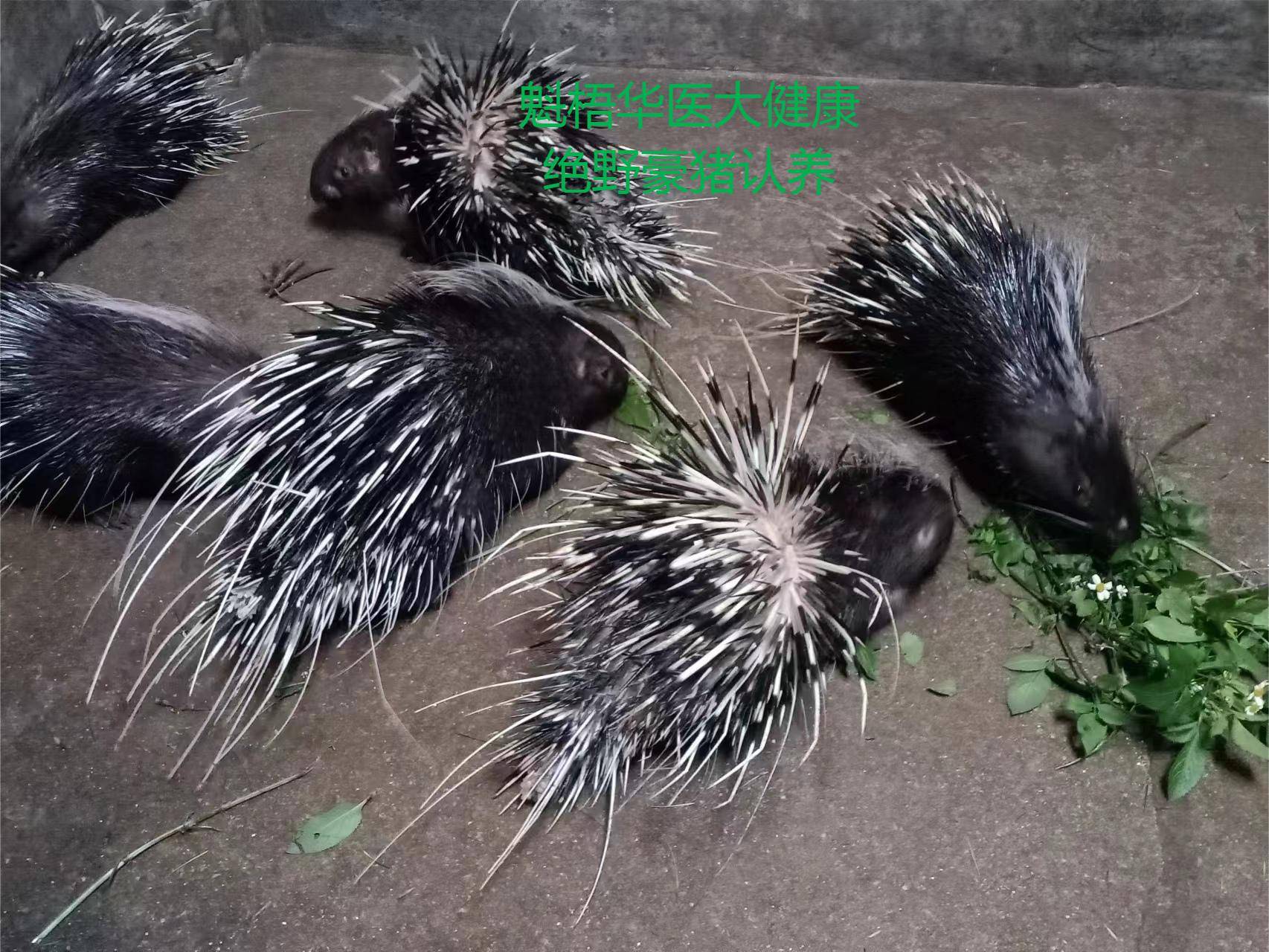 最新豪猪回收商家方法分析(最方便真实的江山豪猪卖去什么地方方法)